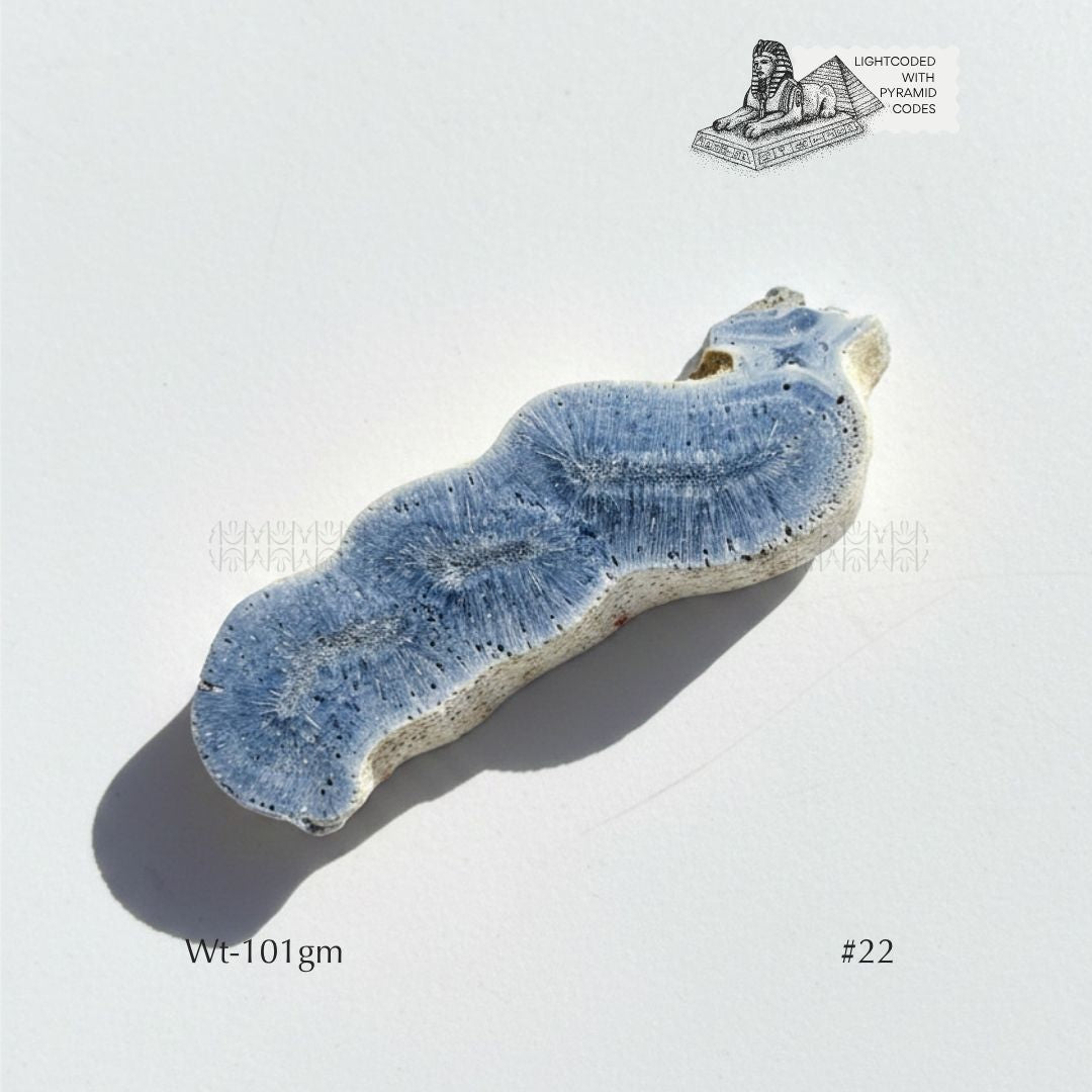Fame Through Talk Blue Coral 