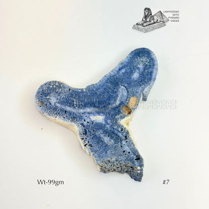 Fame Through Talk Blue Coral 