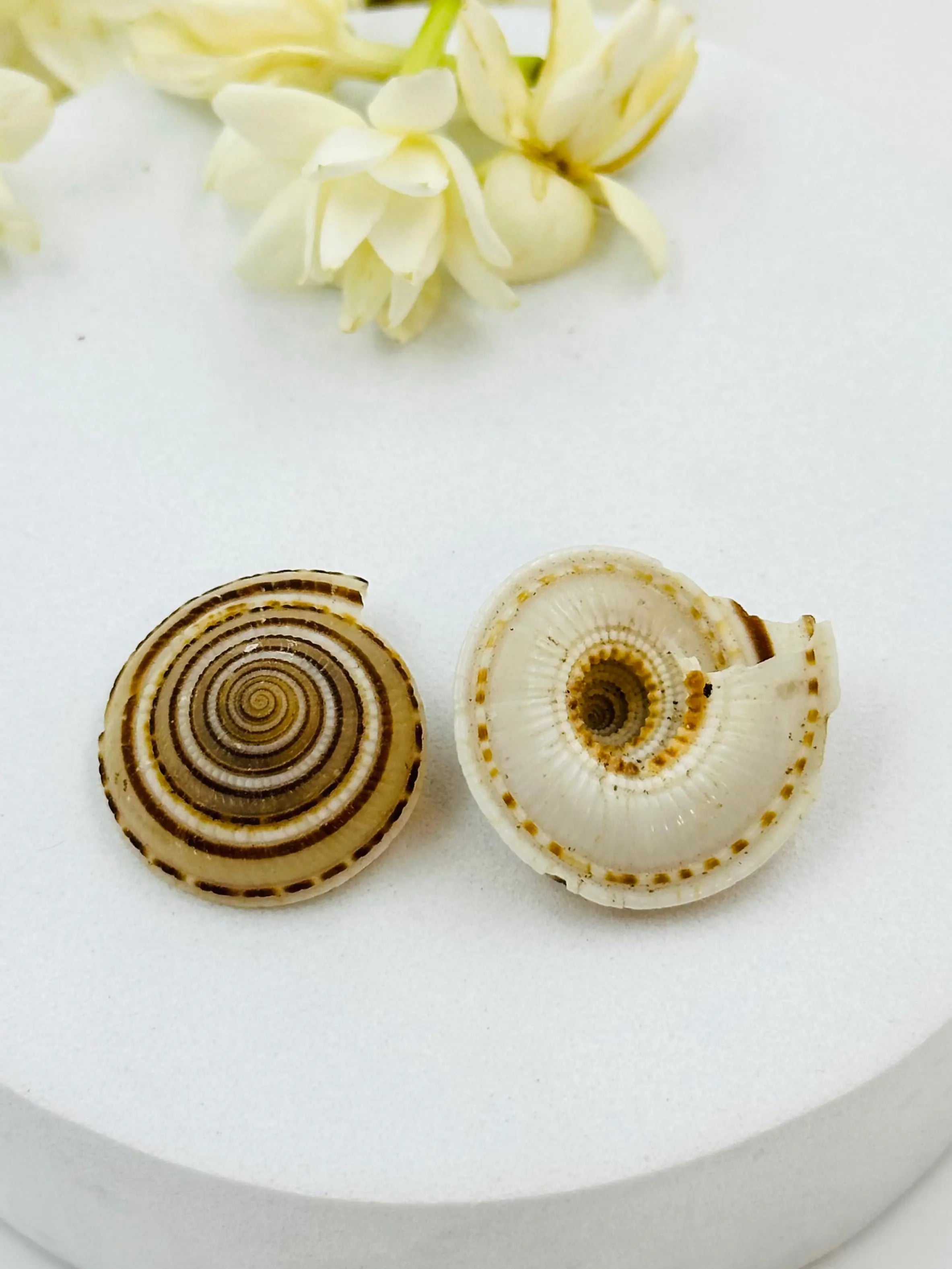 Sundial Shells