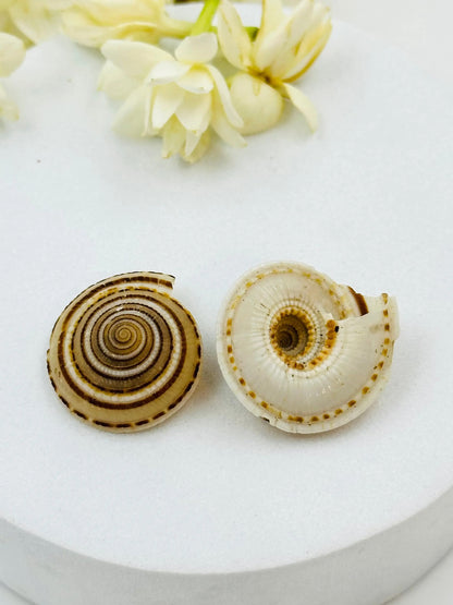 Sundial Shells