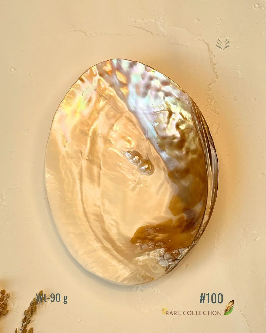 Invite Luxury Shells 