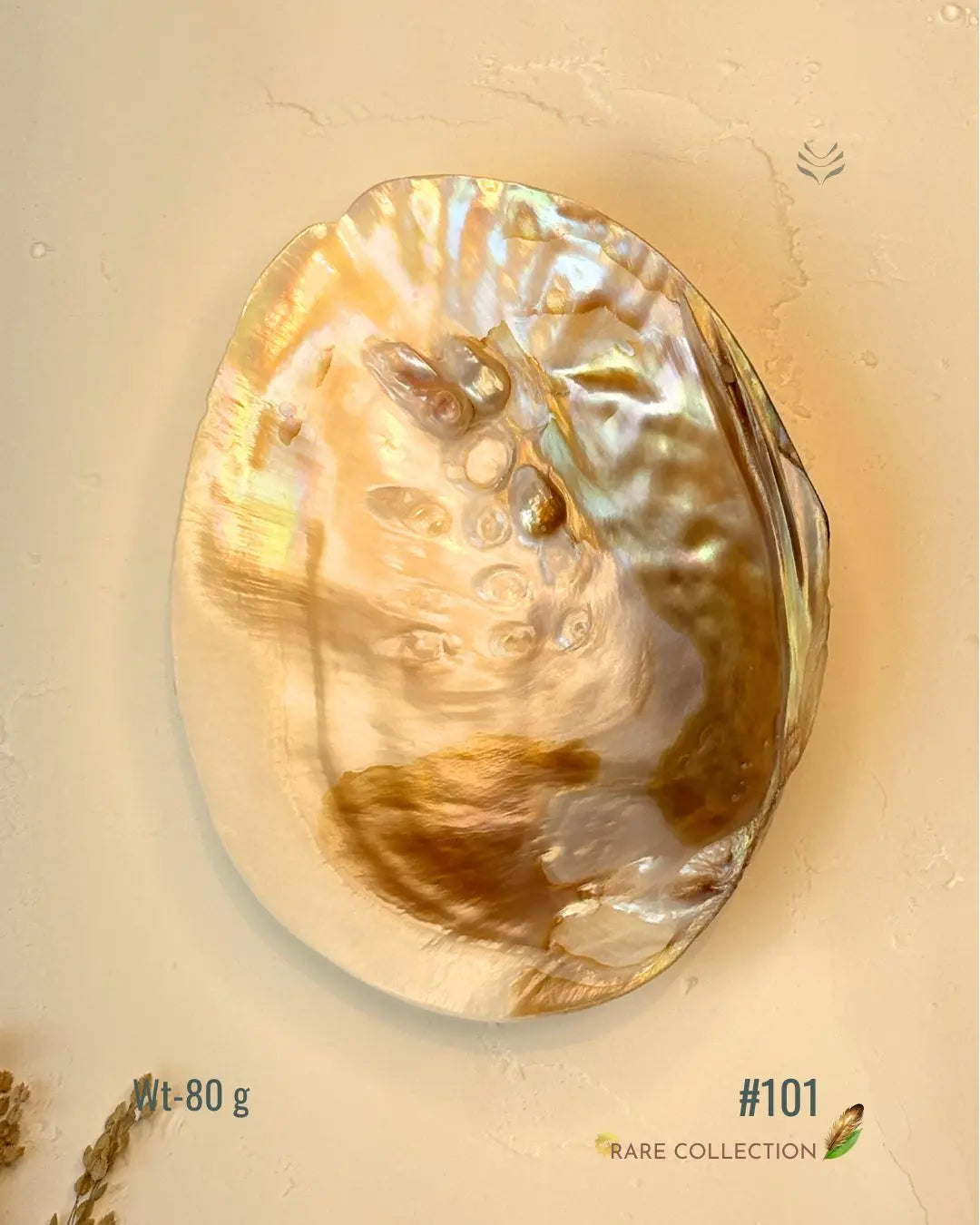 Invite Luxury Shells 