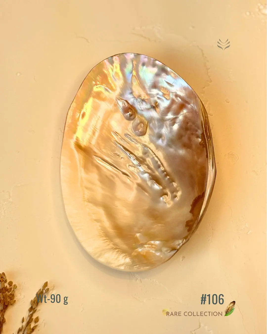 Invite Luxury Shells 