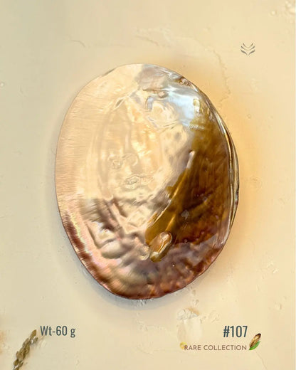 Invite Luxury Shells 