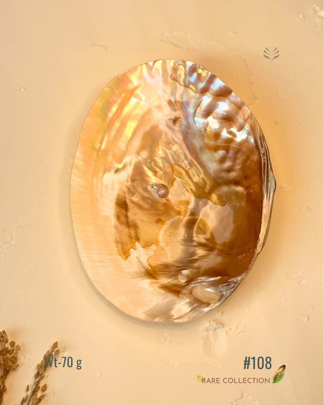 Invite Luxury Shells 