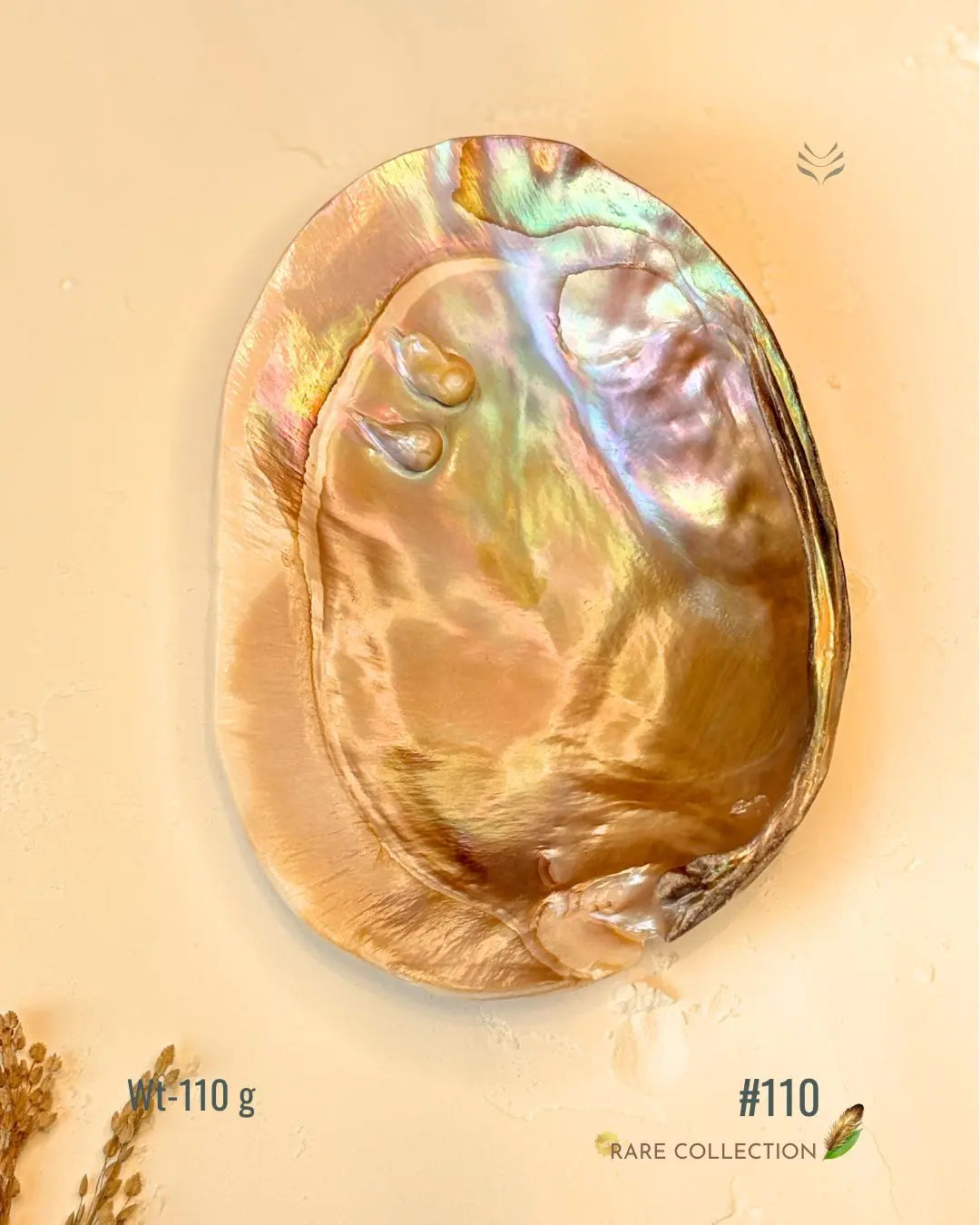 Invite Luxury Shells 