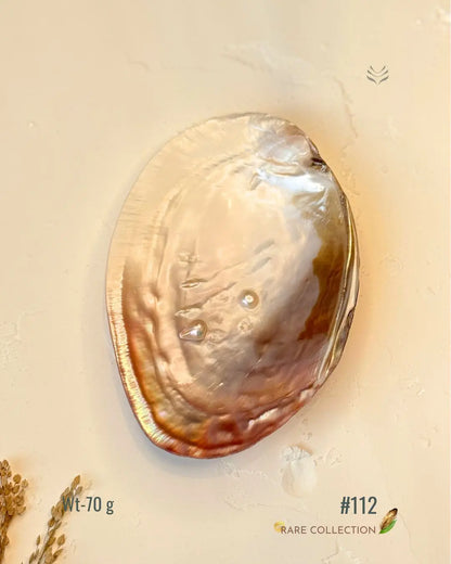 Invite Luxury Shells 