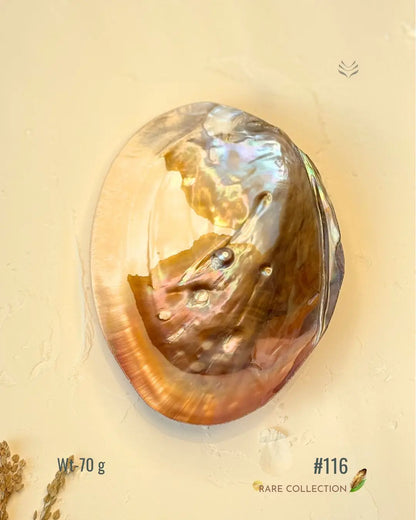 Invite Luxury Shells 