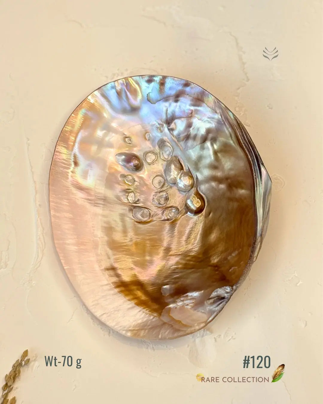 Invite Luxury Shells 