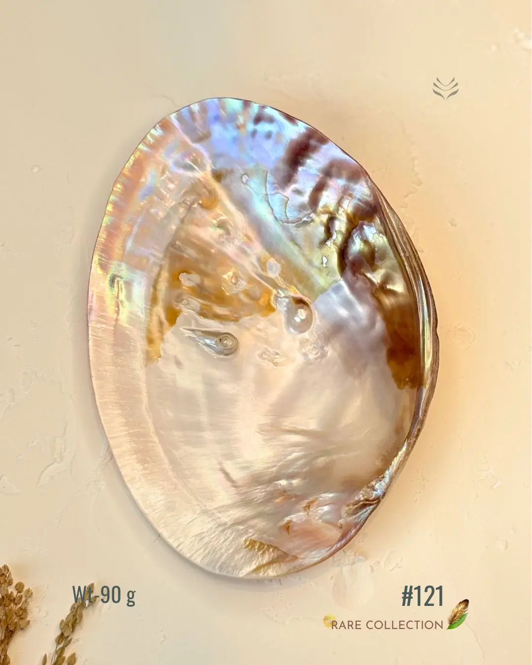 Invite Luxury Shells 