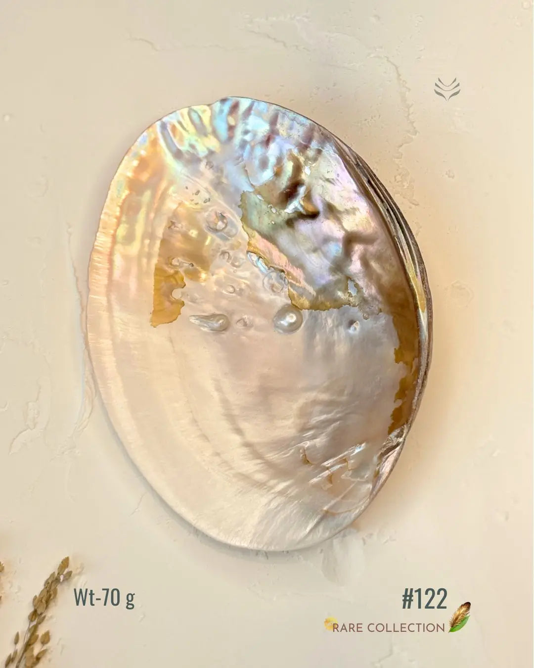 Invite Luxury Shells 