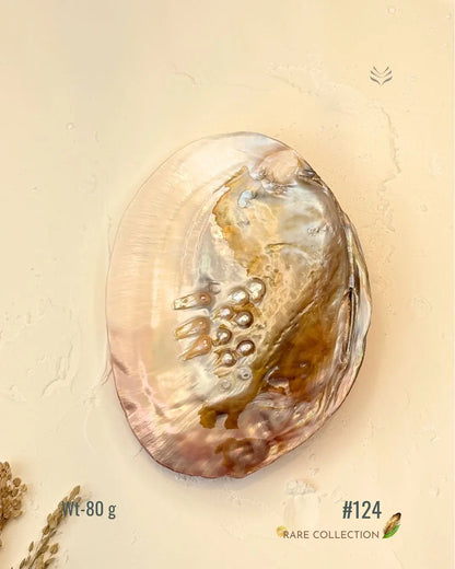 Invite Luxury Shells 