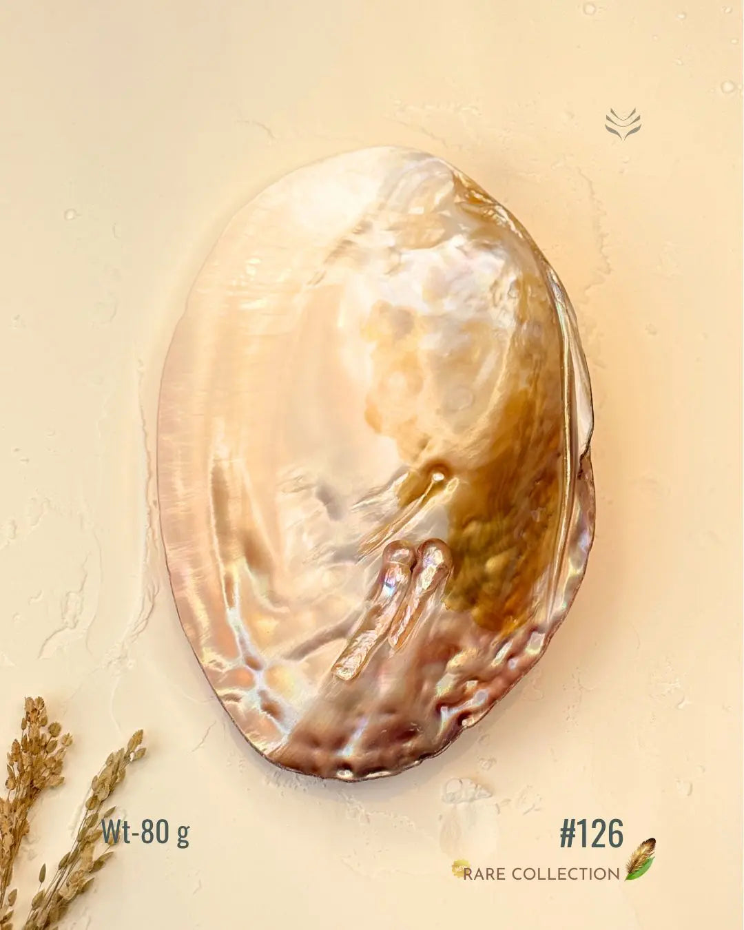 Invite Luxury Shells 