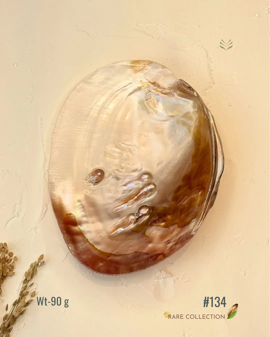 Invite Luxury Shells 