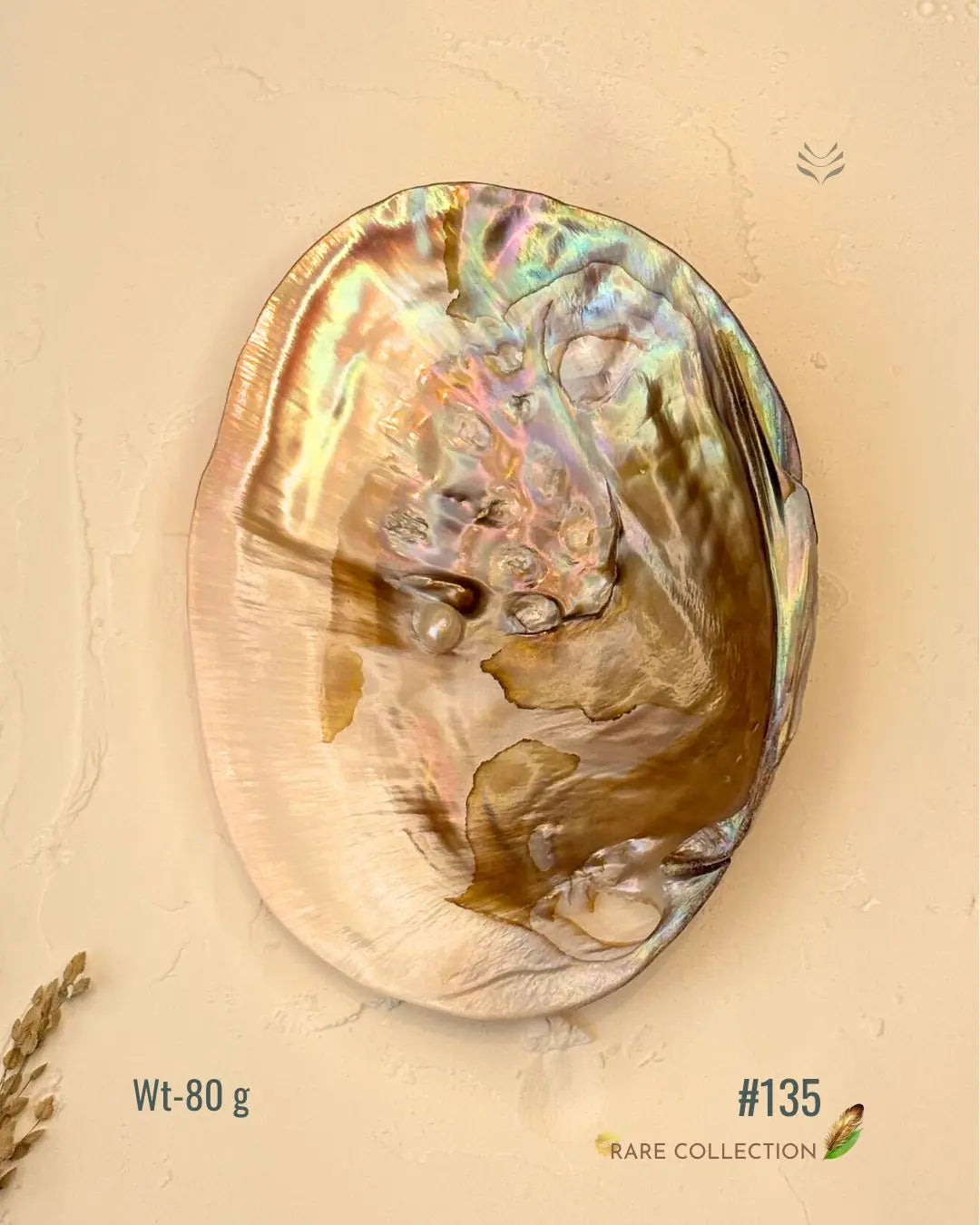 Invite Luxury Shells 