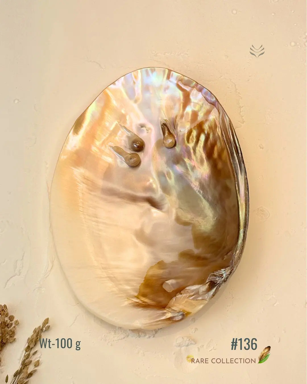 Invite Luxury Shells 