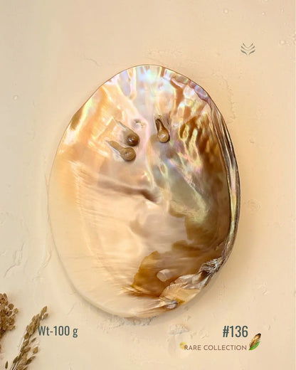 Invite Luxury Shells 