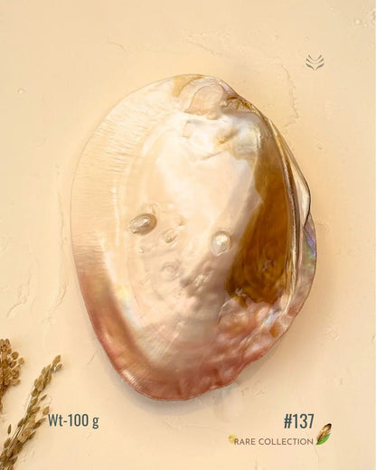 Invite Luxury Shells 