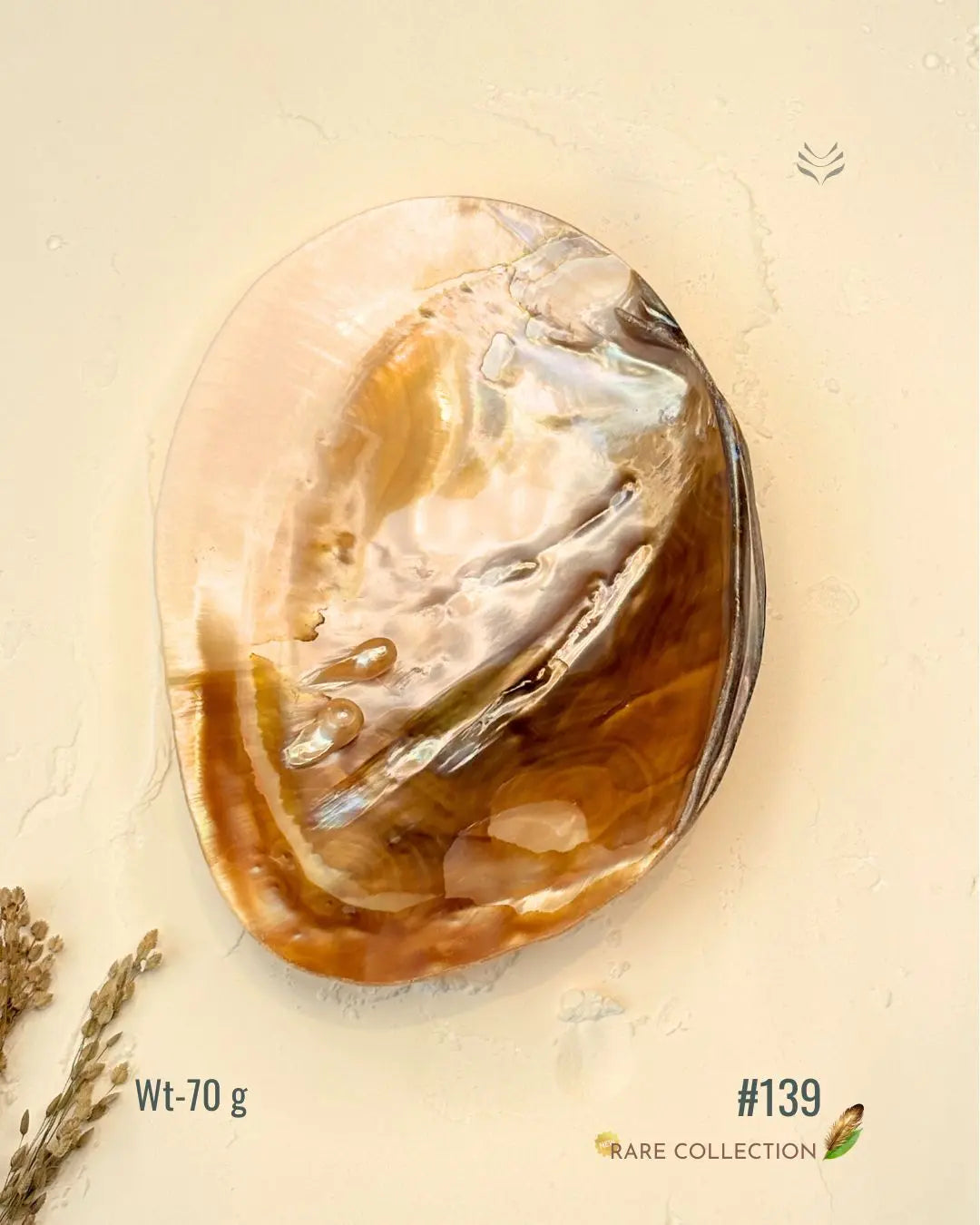 Invite Luxury Shells 