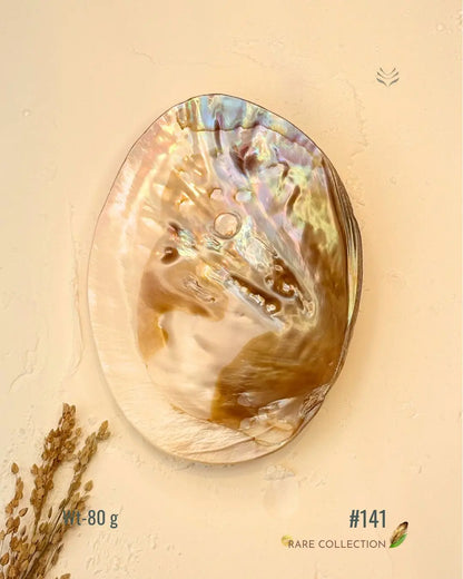 Invite Luxury Shells 