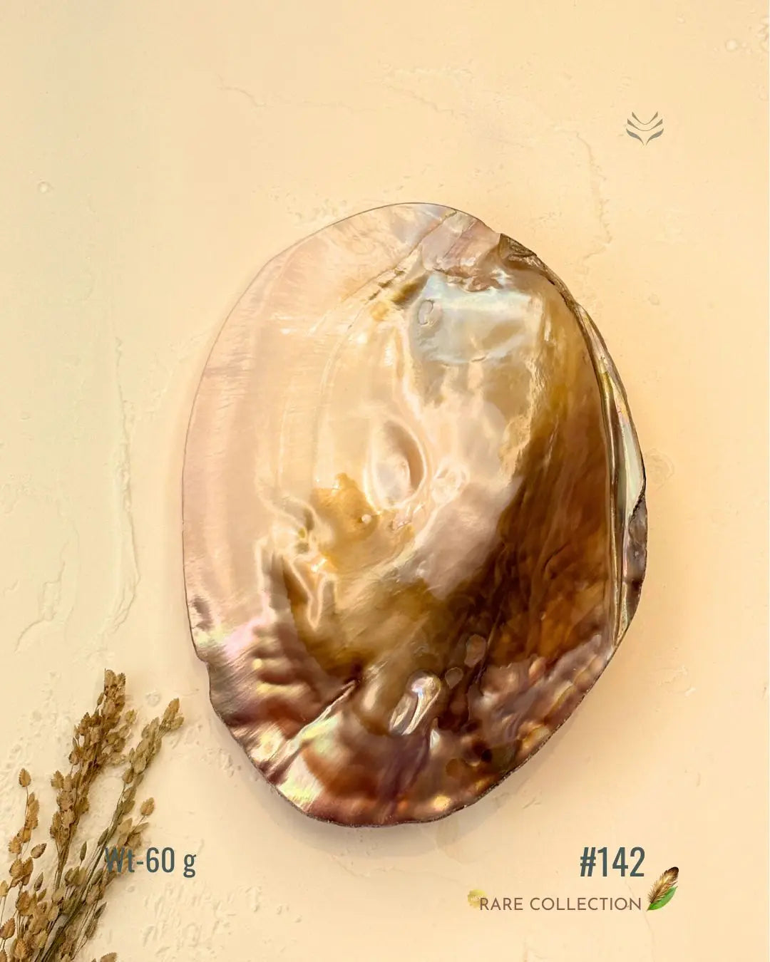 Invite Luxury Shells 