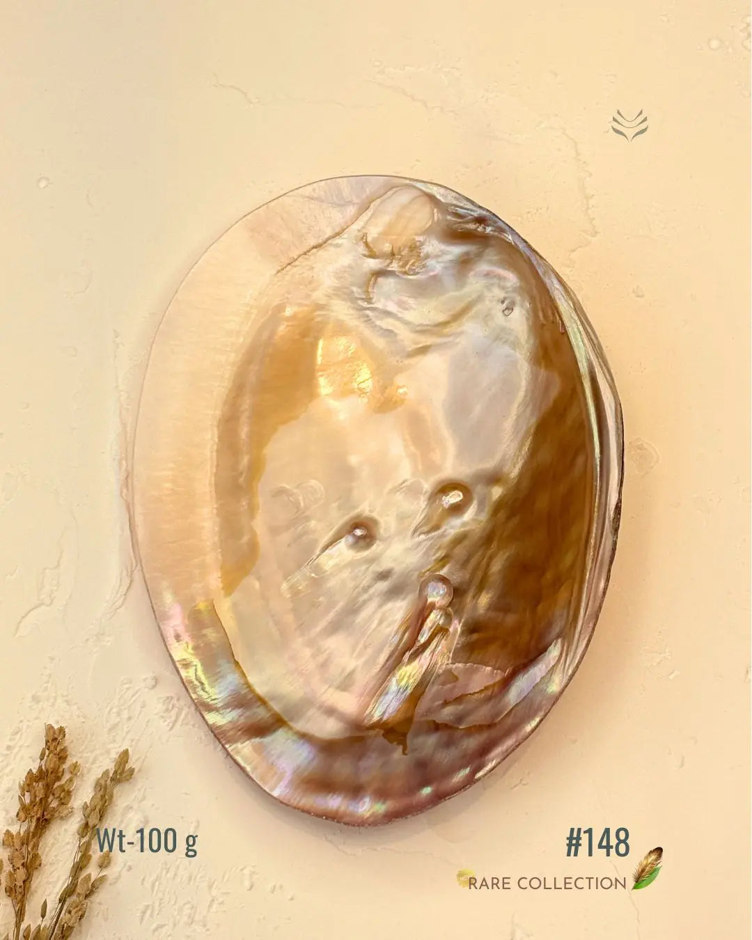 Invite Luxury Shells 