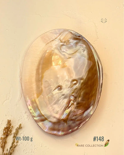 Invite Luxury Shells 