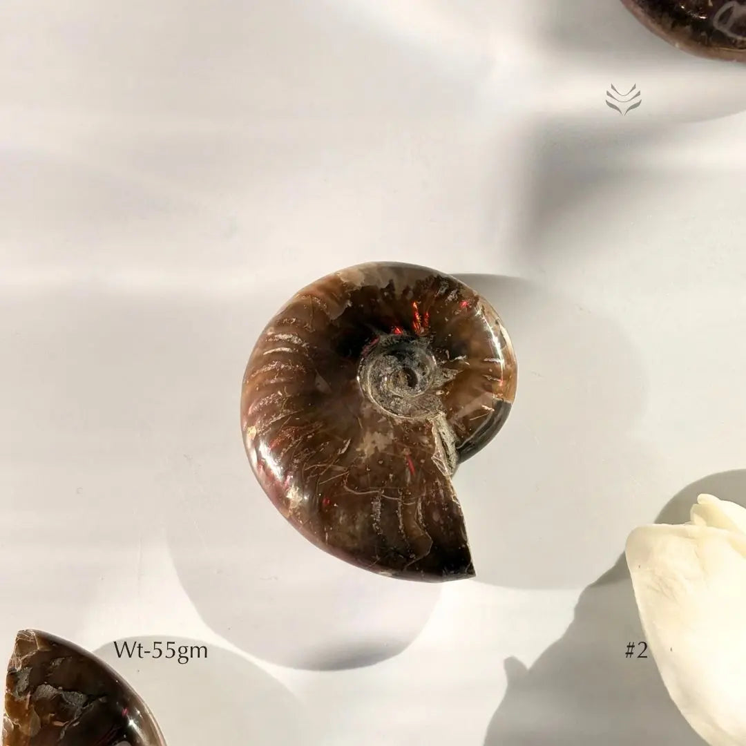 Karmic Release Opalised Ammonite  Crystal Fossil