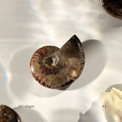 Karmic Release Opalised Ammonite  Crystal Fossil