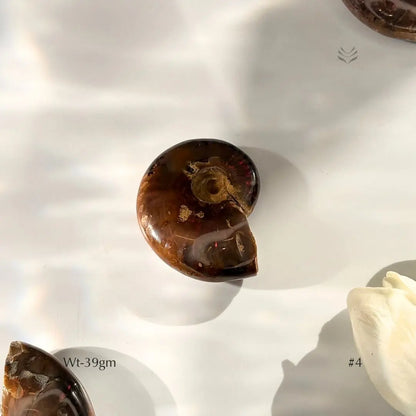 Karmic Release Opalised Ammonite  Crystal Fossil
