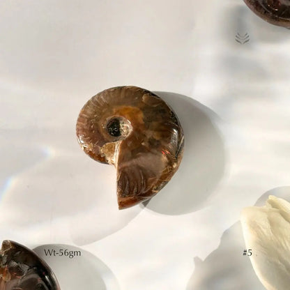 Karmic Release Opalised Ammonite  Crystal Fossil
