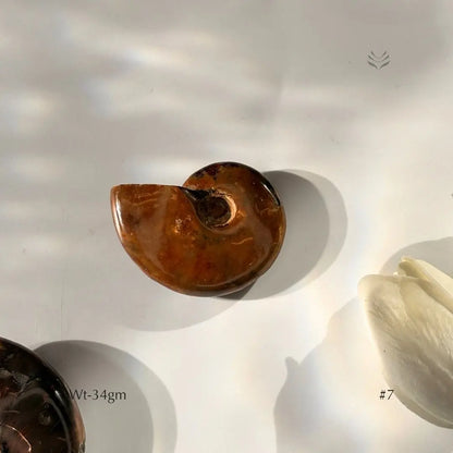 Karmic Release Opalised Ammonite  Crystal Fossil