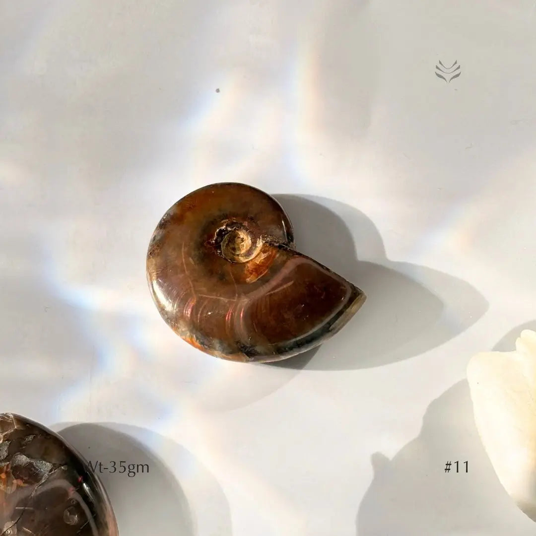 Karmic Release Opalised Ammonite  Crystal Fossil