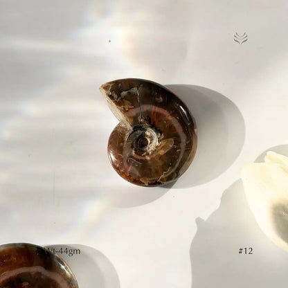 Karmic Release Opalised Ammonite  Crystal Fossil