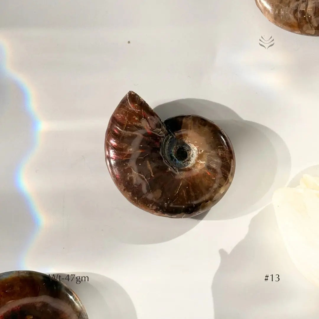 Karmic Release Opalised Ammonite  Crystal Fossil