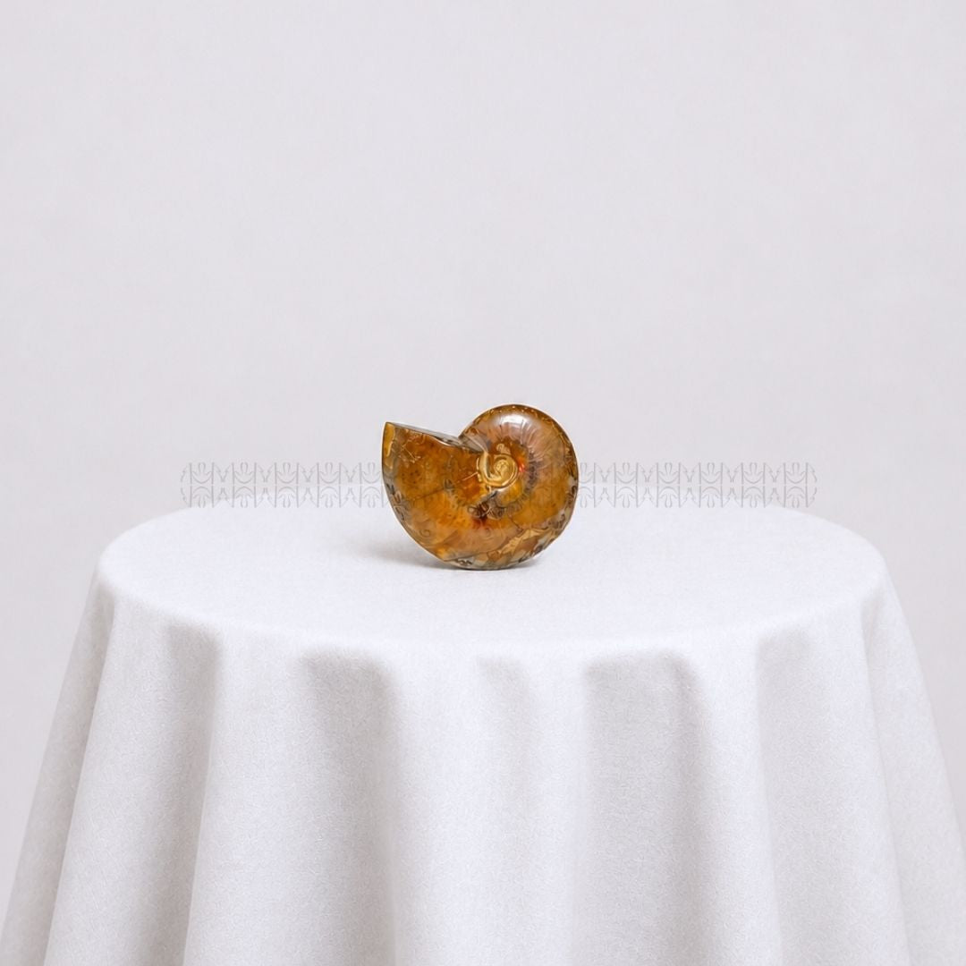 Karmic Release Opalised Ammonite #10  Crystal Fossil