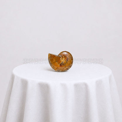 Karmic Release Opalised Ammonite #10  Crystal Fossil