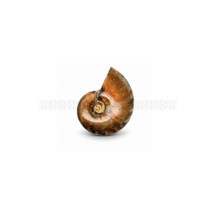 Karmic Release Opalised Ammonite #10  Crystal Fossil