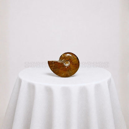Karmic Release Opalised Ammonite #12  Crystal Fossil