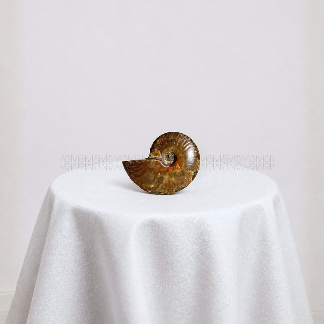 Karmic Release Opalised Ammonite #5  Crystal Fossil