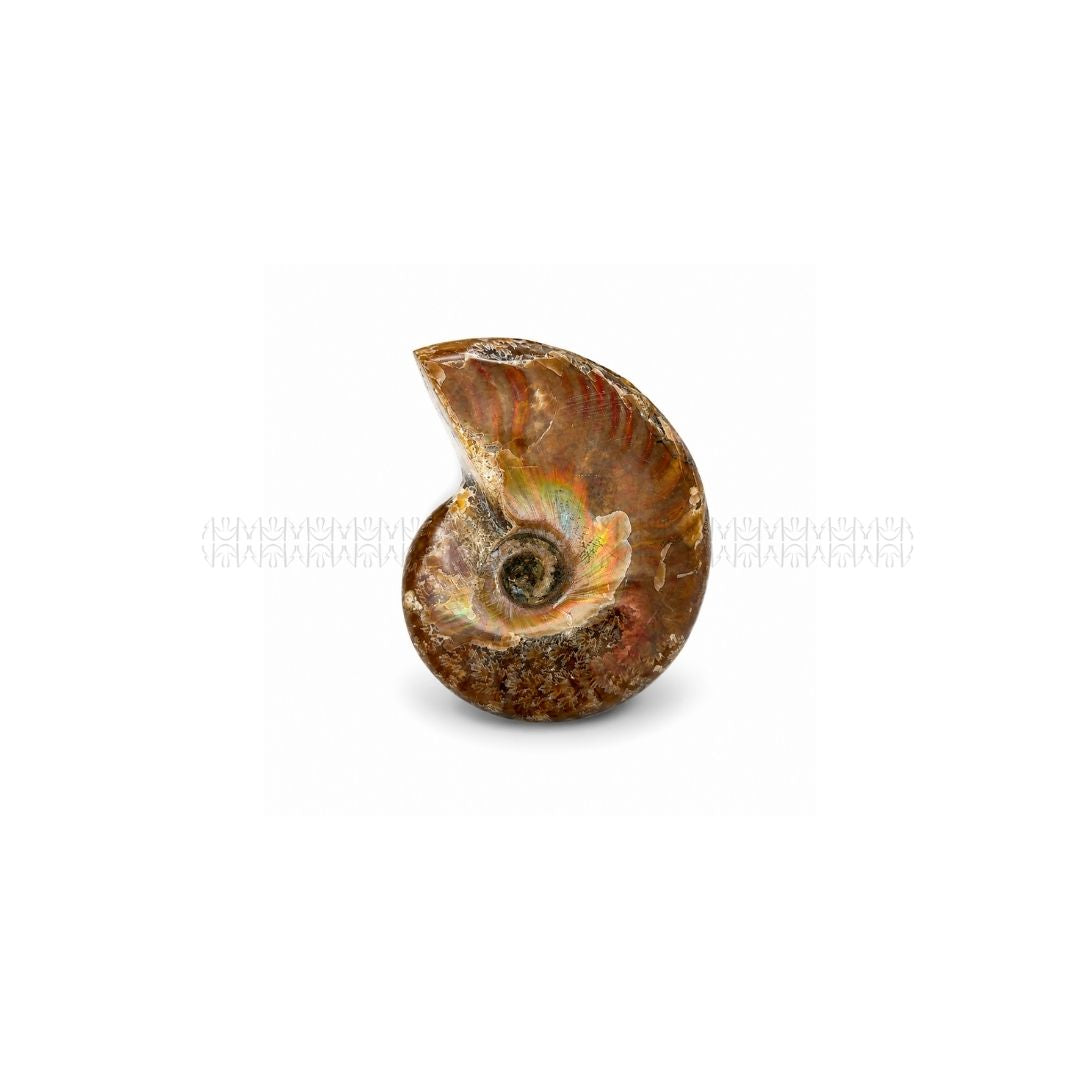 Karmic Release Opalised Ammonite #5  Crystal Fossil