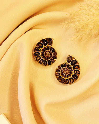 Light Coded Ammonite Fossil Pair 