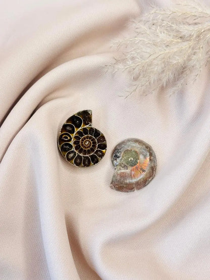 Light Coded Ammonite Fossil Pair 