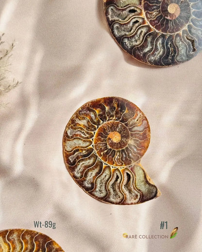 LightCoded Past Life Healer - Ammonite Large 