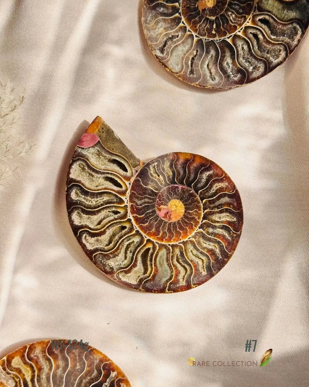 LightCoded Past Life Healer - Ammonite Large 