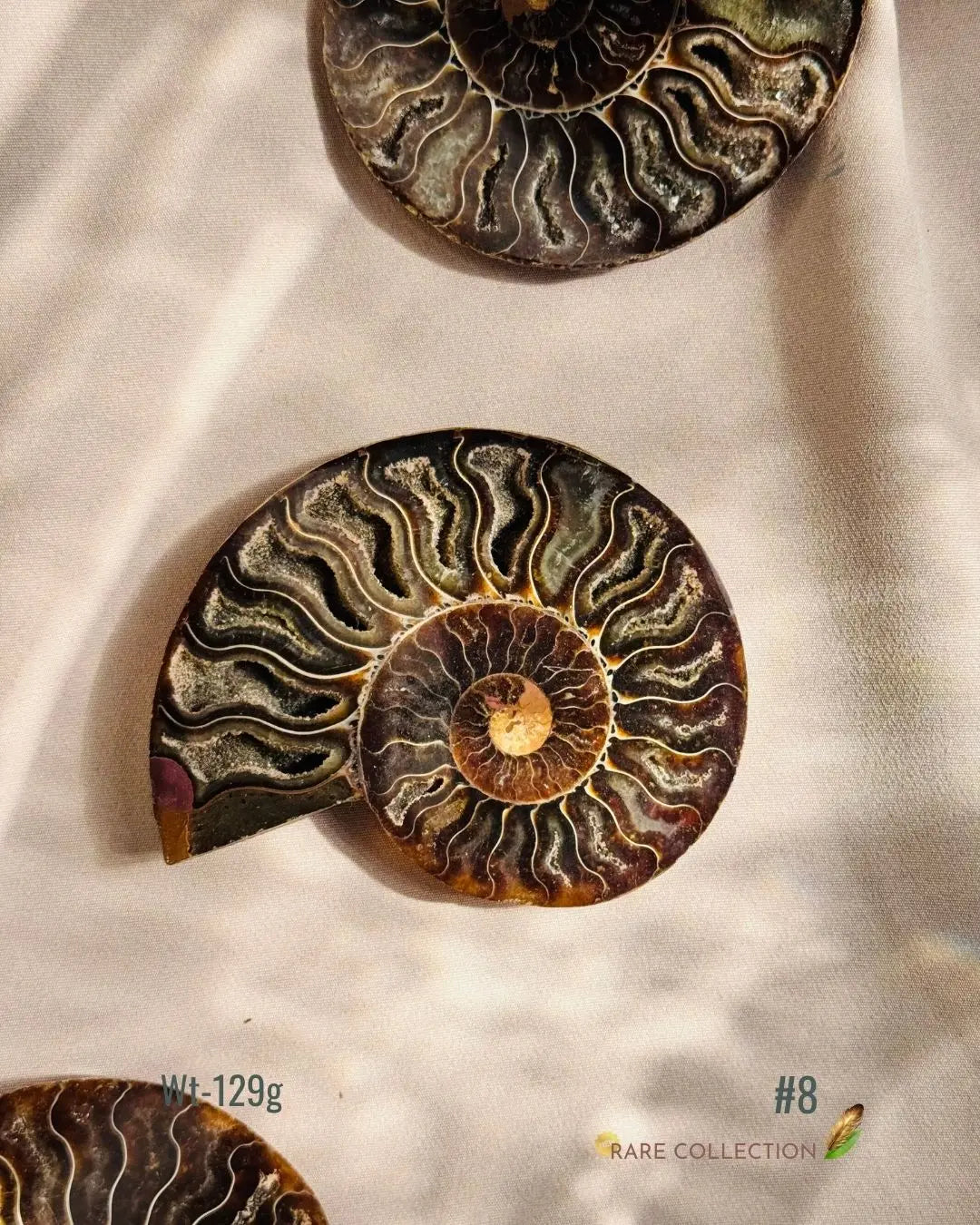 LightCoded Past Life Healer - Ammonite Large 