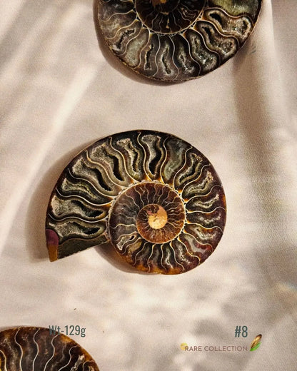LightCoded Past Life Healer - Ammonite Large 