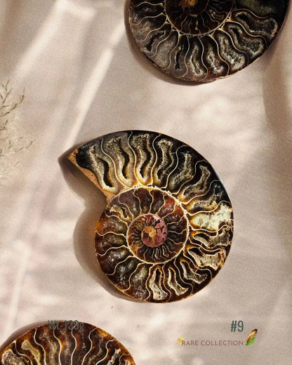 LightCoded Past Life Healer - Ammonite Large 
