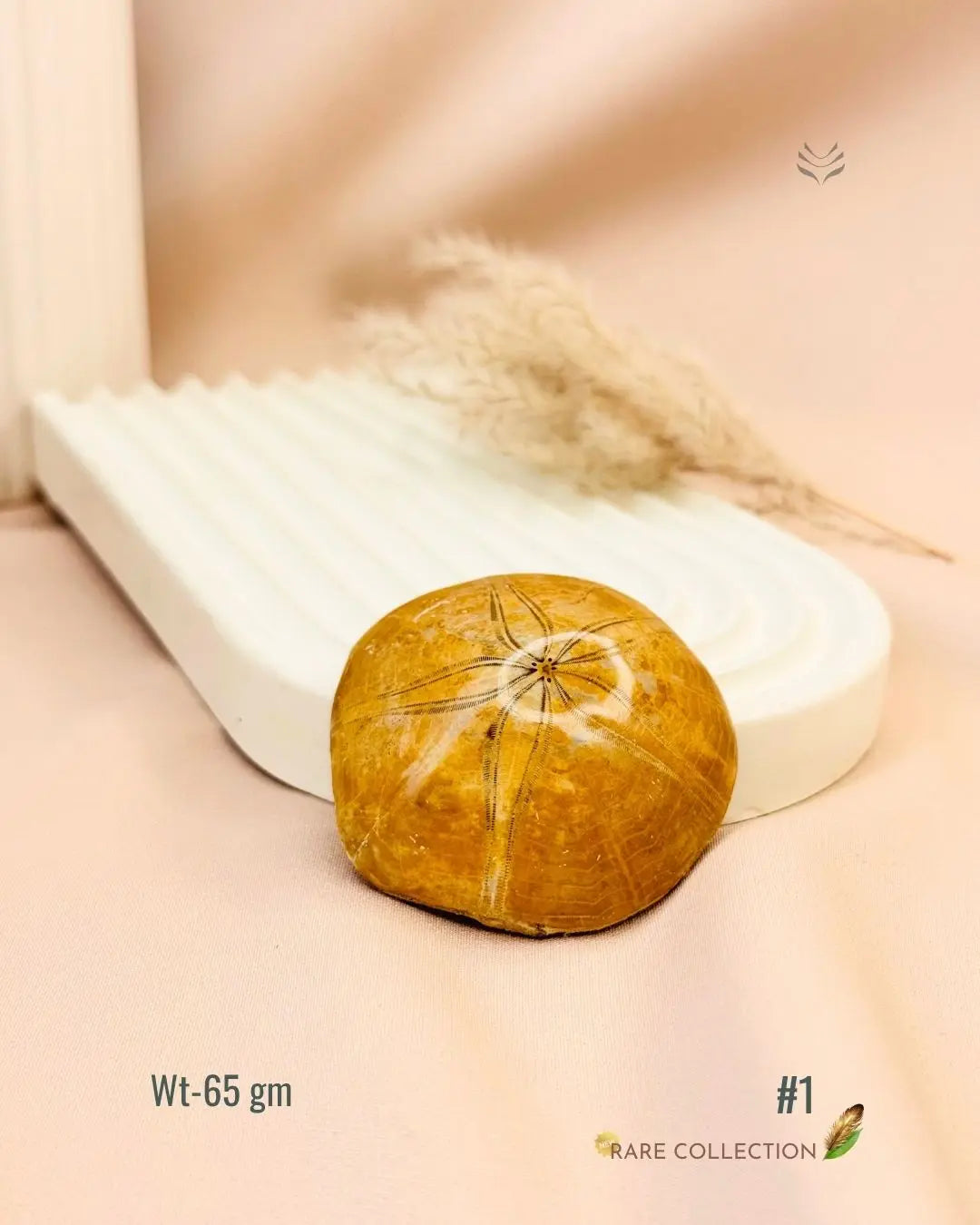 LightCoded Shield Against Envy - Sea Urchin 