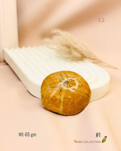 LightCoded Shield Against Envy - Sea Urchin 